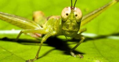 Perumpamaan tentang belalang nabi Yoel