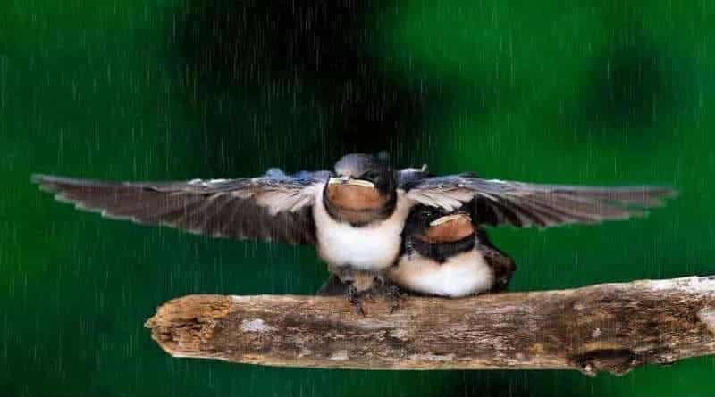 pássaro protegendo a prole da chuva com as asas