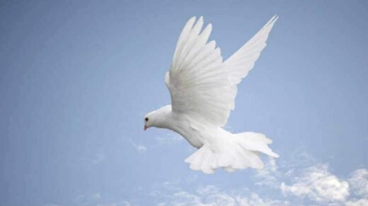 Salmo 96 – Como adorar o Senhor na beleza da sua santidade?