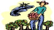 Arrependimento e fruto