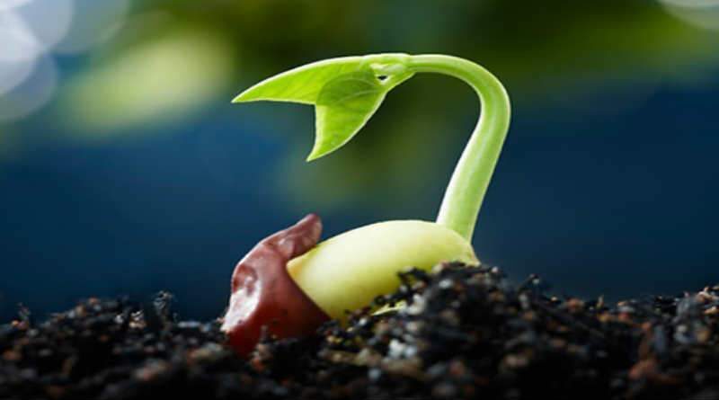 semente germinando