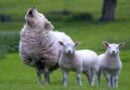 uma ovelha com comportamento de lobo