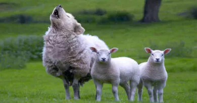 uma ovelha com comportamento de lobo