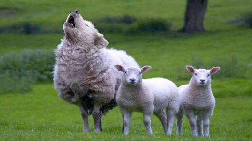 As heresias dos hereges