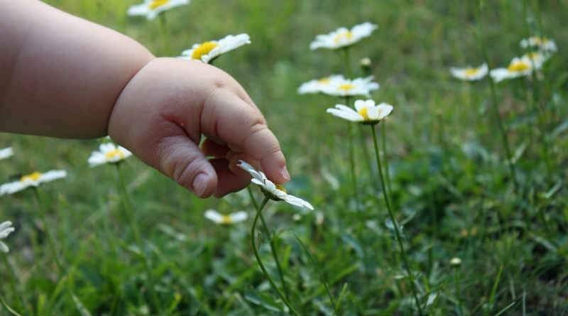 mão de uma criança tocando uma flor margarida