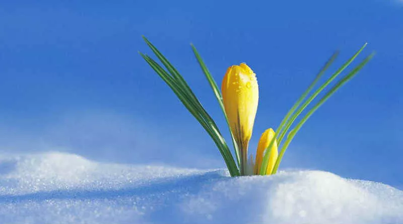 flor surgindo de cristais de neve