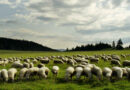 As cem ovelhas