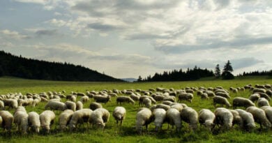 parabola cem ovelhas