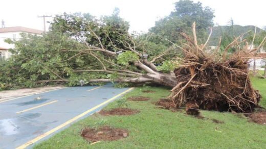 A planta que o Pai não plantou