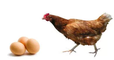 três ovos e uma galinha