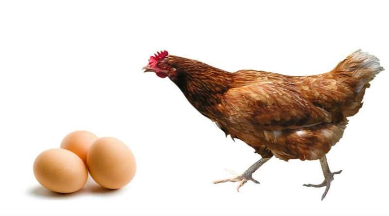 três ovos e uma galinha