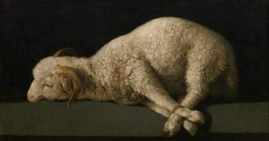 ovelha com os pés amarrados
