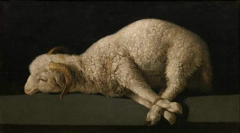 ovelha com os pés amarrados