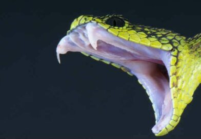 uma cobra com boca aberta mostrando as presas