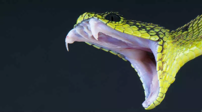 uma cobra com boca aberta mostrando as presas