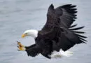 águia sobrevoando mar prestes a capturar presa