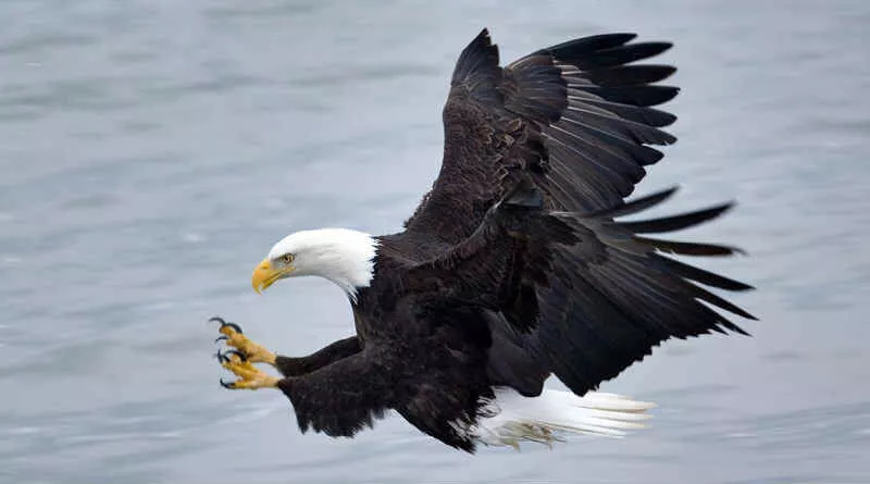 águia sobrevoando mar prestes a capturar presa