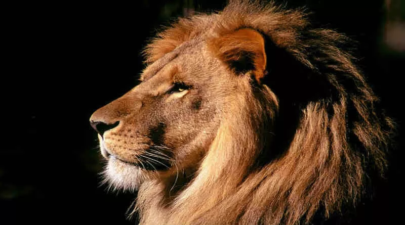 A cabeça de um leão