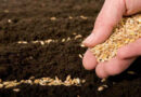 mão semeando trigo na terra