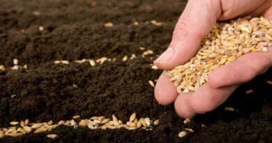 mão semeando trigo na terra