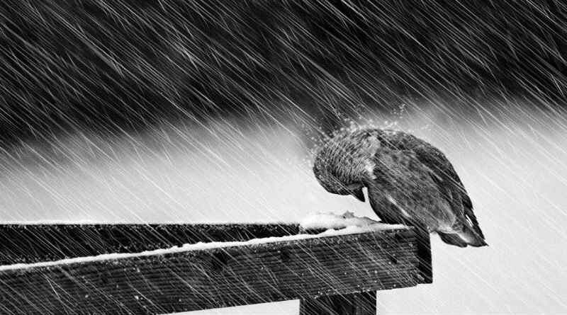 uma pássaro cabisbaixo tomando chuva
