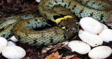 uma serpente e alguns ovos