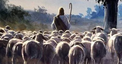 pastor guiando várias ovelhas