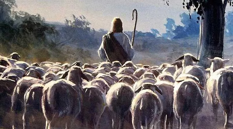 pastor guiando várias ovelhas
