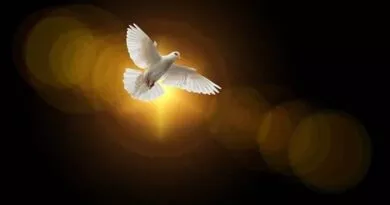 imagem de uma pomba branca em voo