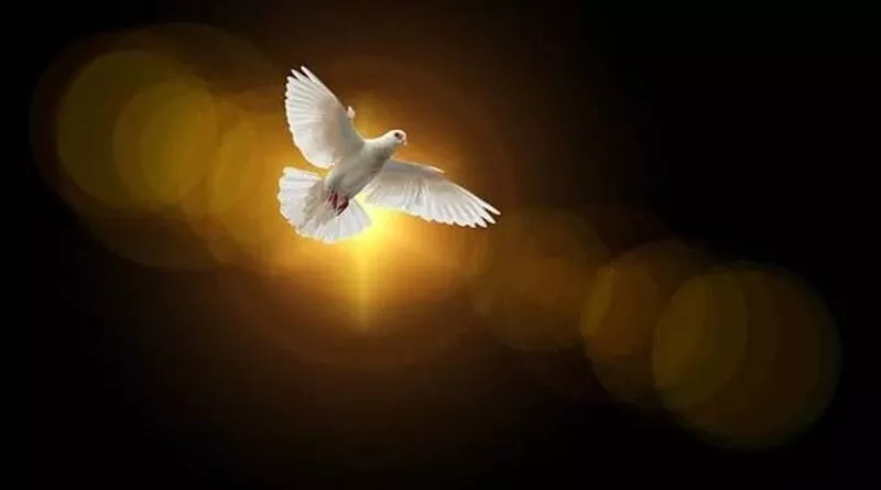 imagem de uma pomba branca em voo