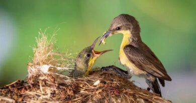 pássaro alimentando filhote