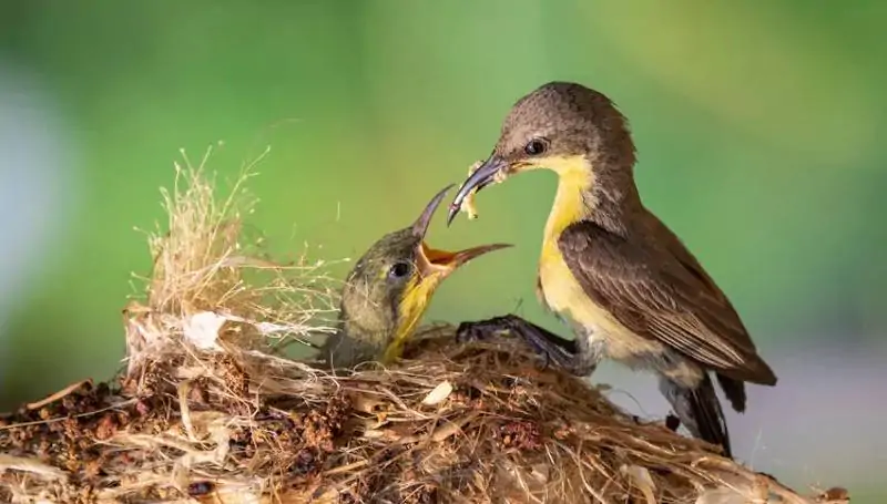 Salmo  81 – Entregues aos desejos dos seus corações