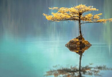 Árvore refletida simetricamente na água