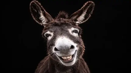 Burro Luterro Vontade Escrava