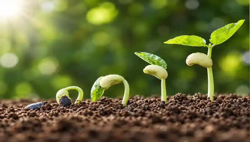 A Fé: A Verdade Que Produz Confiança 1 Plantas Germinando Da Terra