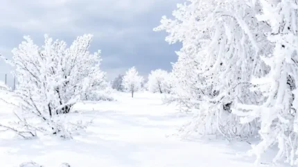 Branco Neve