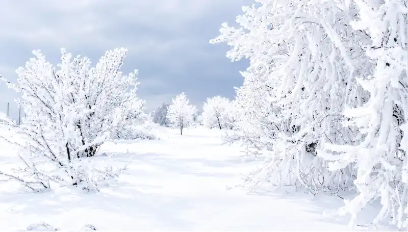 Paisagem Coberta Pela Neve