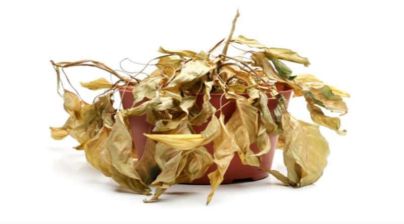 Kukuthini ukuba ‘uphile’ kwaye ‘ufile’?